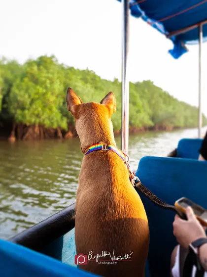 Elfie looking out at the mangroves, a true explorer. It was a joy to spend the day with her and her family, capturing their adventures.