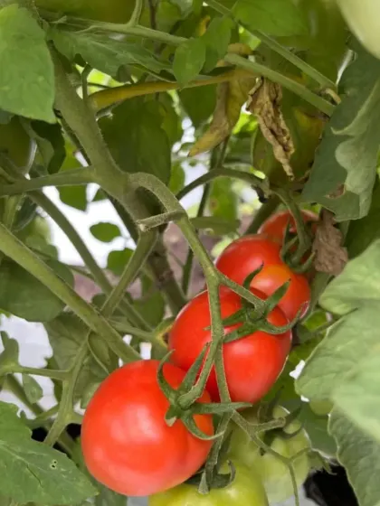 These Roma tomatoes are perfect for processing, a variety we recommend for specific commercial goals.