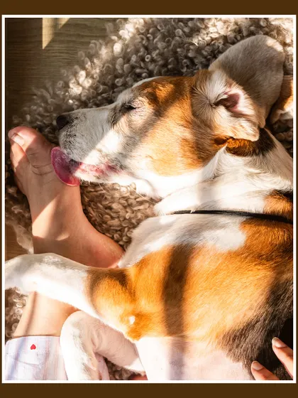 Rrari the Beagle licking her mom's foot while snuggling on the couch. It's a quirky, sweet, and totally authentic moment of love.