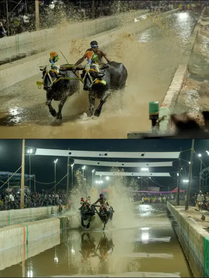 This set of images focuses on the jockey's connection with his animals. You can see the physical effort and concentration required to guide the pair of buffaloes down the narrow, waterlogged track at full speed.