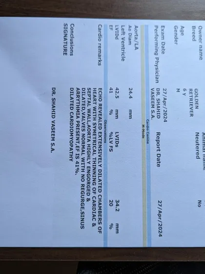 The typed report from Buddy's echo, confirming dilated cardiomyopathy. Transparency is key to our fundraising efforts.