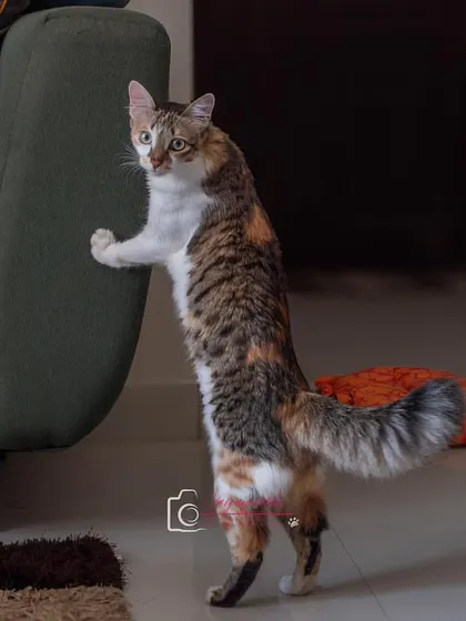 Hermione showing off her playful side, standing up against the couch. At-home shoots let us capture these spontaneous moments of curiosity.