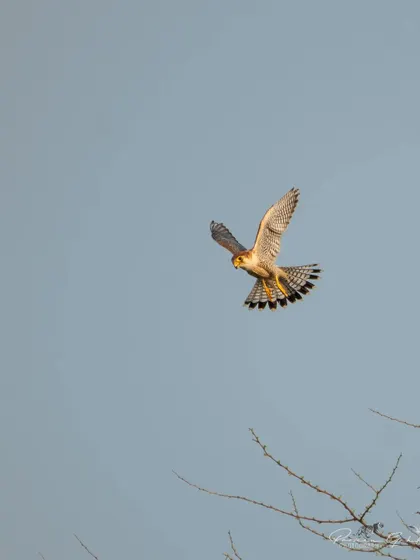 The Red-necked Falcon about to land on a treetop.