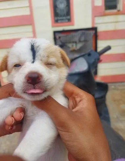 This little puppy with a black mark on its head is sticking its tongue out playfully. It's one of six puppies living by the road, in need of a safe home.