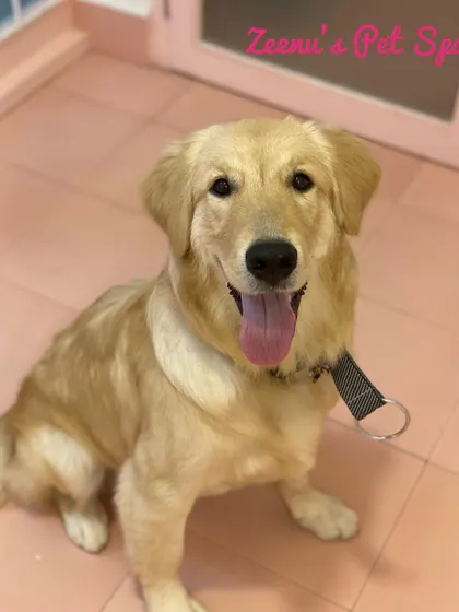 Yuva the Golden Retriever with a happy post-spa smile. His paws are neatly trimmed, and his coat is fluffy and clean.