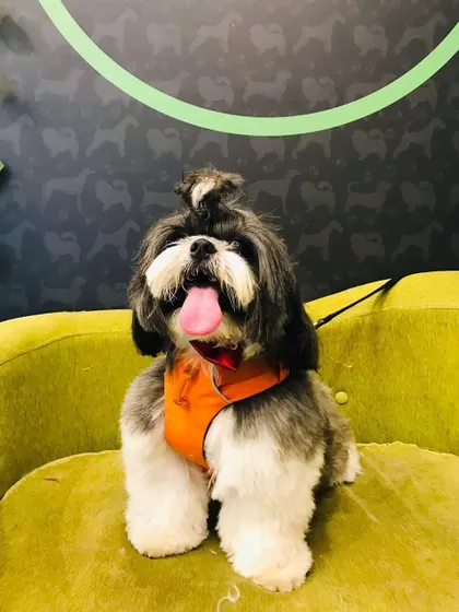 Bobo the Shih Tzu is all smiles with his signature top knot. This hairstyle is not just cute, it keeps his hair out of his eyes.