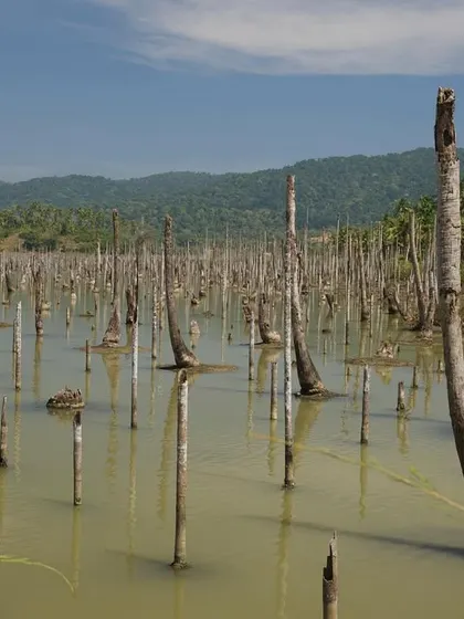 What were once lush mangrove forests became swathes of dead stumps standing in the water. This landscape in the South Andamans is a silent, powerful monument to the tsunami's impact.