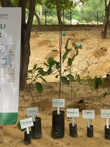 A display shows the native saplings, including Moringa and Bistendu, ready for the Gap Inc. team to plant along the Aravali Creek.