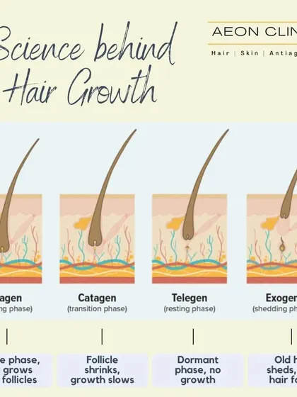 Understanding the science of hair growth is key. This graphic explains the four phases: Anagen (growing), Catagen (transition), Telogen (resting), and Exogen (shedding).