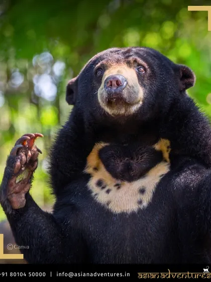 A Malayan Sun Bear, the smallest bear in the world, looks up from the forest floor in Borneo. Our tours visit conservation centers like the one in Sepilok, where you can learn about efforts to protect this species.