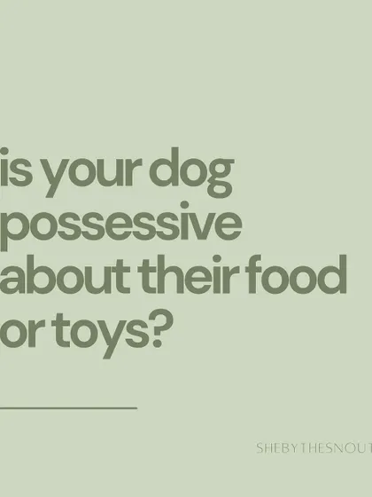 Resource guarding, or being possessive of food and toys, is important information that helps me manage your pet safely.