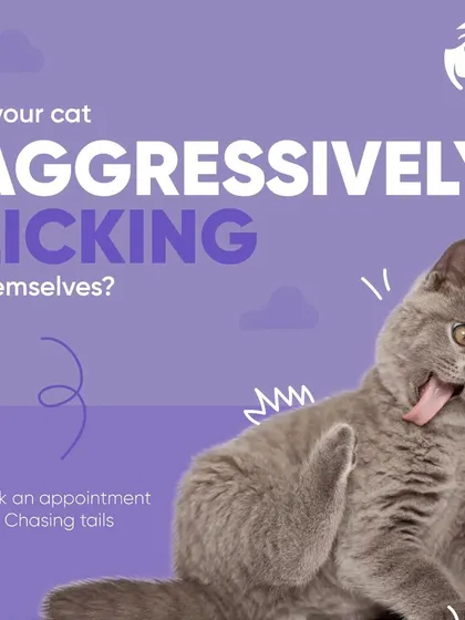 If you notice your cat is licking themselves aggressively, it is time to book an appointment. This is often a clear sign of discomfort, and a veterinary check-up is the best way to find and treat the source of the problem.