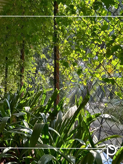 A view of the natural green facade we created for a gym, using a chain-link fence as a trellis for climbing plants. This sustainable approach provides privacy and a lush green view.