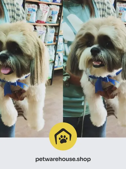 A perfectly coiffed Shih Tzu showing off their new haircut. We pay close attention to breed standards and owner preferences to create a look that is both beautiful and practical.