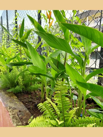 A lush bed of turmeric plants and ferns. Every organic garden, no matter how small, is a contribution to making our world a better and greener place.