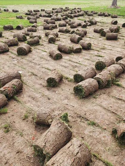 Another angle of our turf rolls, showcasing the quantity we can provide for large-scale greening projects.