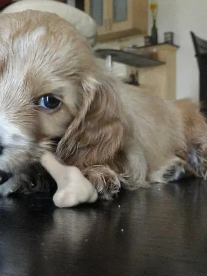 Puppy Roober's playful antics will always be a cherished memory.