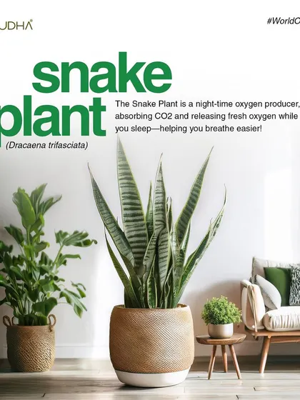The Snake Plant is a unique night-time oxygen producer. It absorbs CO2 and releases fresh oxygen while you sleep, making it one of the best plants for bedrooms.