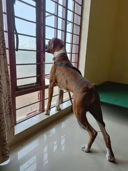 Loki the Boxer looking out the window, perhaps waiting for his new family. He is a healthy, vaccinated male available for adoption in Bangalore.