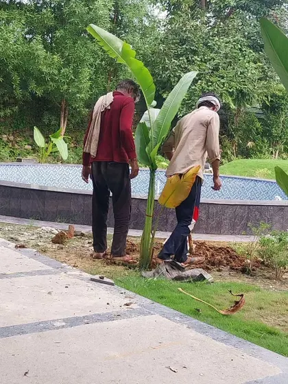 My team planting a large banana tree near the pool area of a farmhouse. This is part of the initial softscaping phase to bring a tropical feel to the landscape.