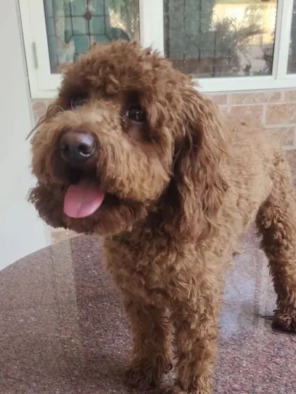 This Poodle has a neat and tidy look after its haircut. I focus on giving a clean shape that looks good from every angle.