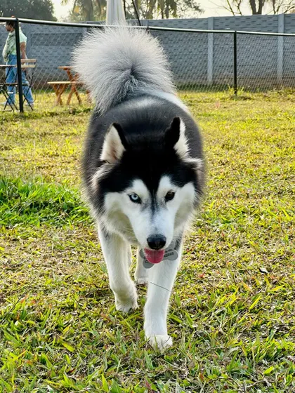 A striking husky with beautiful eyes confidently striding through the park.