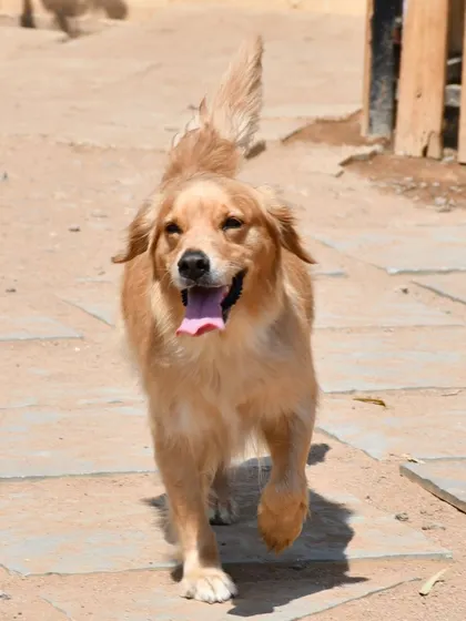 Another action shot of a Golden Retriever trotting happily across the park grounds.