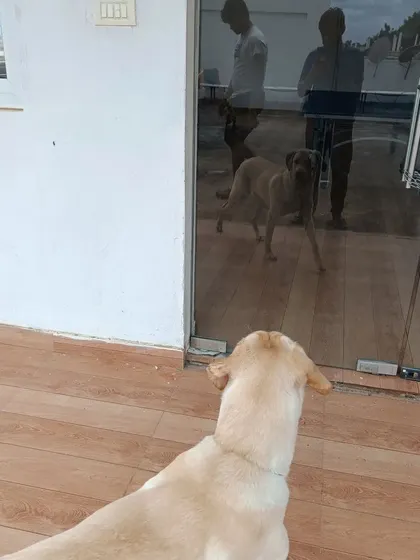 A curious Labrador watching his reflection or maybe another friend through the glass door. My home is a safe space for them to explore.