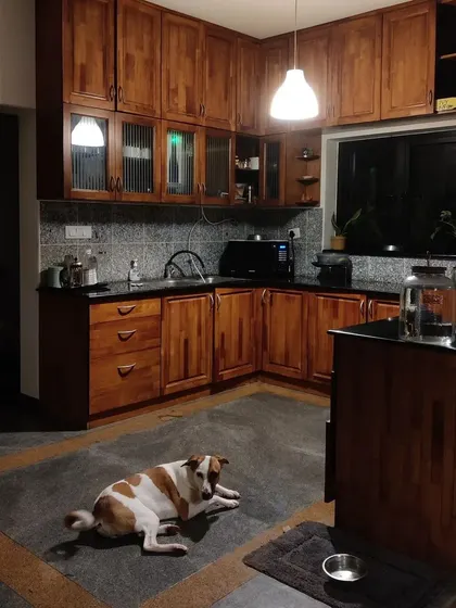 Dali waiting patiently in the kitchen. I strictly follow all feeding instructions and routines to maintain consistency for your dog.