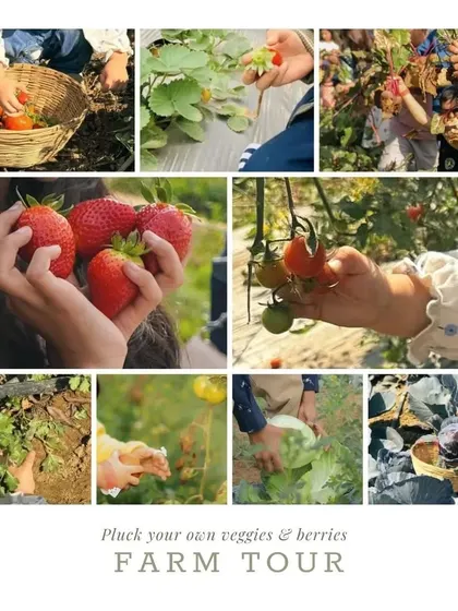 This collage gives a great overview of our farm tour. You can see guests plucking their own veggies and berries, from tomatoes and strawberries to larger greens.