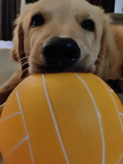Hope showing off his favorite ball. I make sure to learn about every pet's favorite toys to make our time together extra fun.
