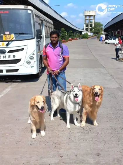 A pack of three. My team member handles Iris, Musky, and Bentley at the airport before their flight from Kolkata to Bengaluru. I am experienced in managing multiple pets at once.