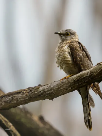 A Common Hawk Cuckoo, or Brainfever bird, sits on a thick branch. This portrait captures the patterns that provide its excellent camouflage.