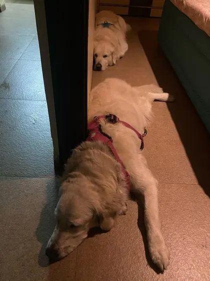 After a 19-hour drive, my dogs crashed as soon as we checked into our room. Their ability to handle long travel is the result of years of practice and training them to adapt to our lifestyle.