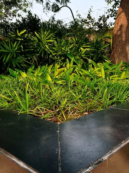 A planter built around the base of a mature tree. This design protects the tree's roots while integrating it beautifully into the surrounding hardscape.