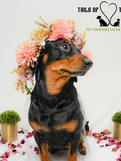 A beautiful dachshund model showing off a floral crown from a special photoshoot. We love collaborating with talented pet photographers like Goodboi Studios.