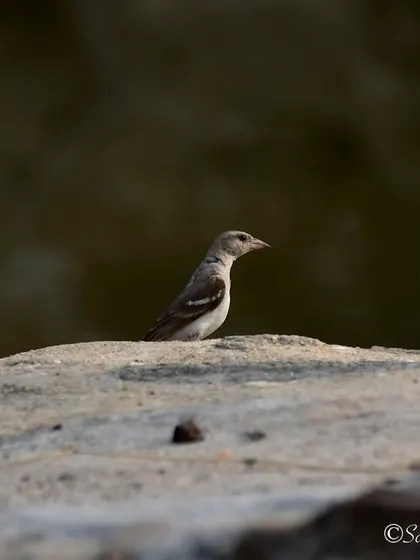 A Yellow-throated Sparrow in Bandhavgarh. These little birds often go unnoticed, but they are beautiful subjects in their own right.