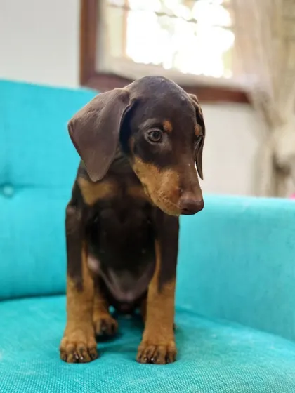 Kishmish, the sweet Doberman pup, has been adopted. Her story is a happy reminder of why we encourage everyone to adopt, not shop.