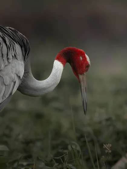 A Sarus Crane foraging for food in the grassy wetlands. This shot captures the bird in its natural habitat, showing its connection to the environment it depends on.