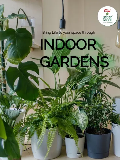 An indoor garden can transform any corner into a thriving oasis. We design and install a wide range of indoor gardening solutions, from simple potted displays to lush vertical walls, all using organic products.