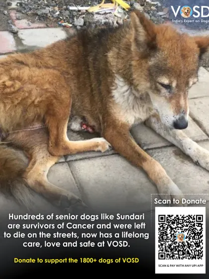 Sundari is a senior dog and a cancer survivor who was left to die on the streets. We provide hospice care for hundreds of senior dogs like her, giving them a safe and loving home for their final years.