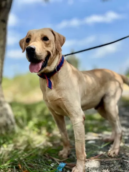 Gopi on one of his favorite walks. This 3-year-old Lab is healthy, neutered, and ready to become a loyal companion to a loving family.