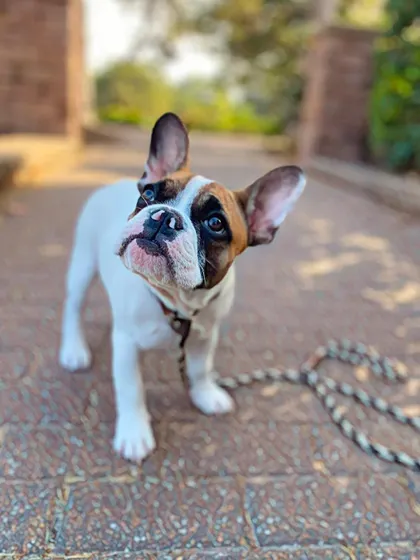 This is Frank the Tank, a Frenchie puppy who came to us for help with potty training. Our puppy bootcamp is great for getting pups on a consistent and successful schedule.