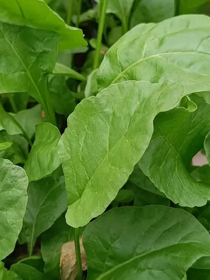 A close-up of a large, healthy spinach leaf. Our hydroponic spinach is always clean, crisp, and ready to cook with.