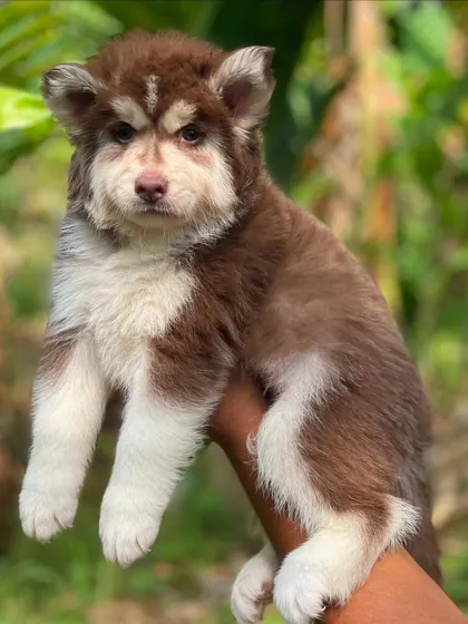 A side profile of a brown and white Husky, showing the markings along his body and his fluffy tail. He is a result of a top combination of parents.