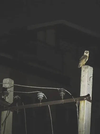 A Barn Owl on its night shift, perched on an electric pole. These owls are our neighbors, effectively controlling rodent populations in the city.