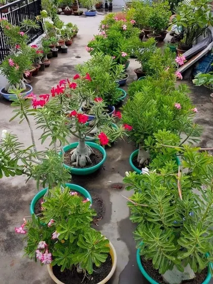 A flourishing terrace garden filled with potted Adenium plants, also known as Desert Rose. Their beautiful red and pink flowers add a vibrant splash of color to this rooftop oasis.