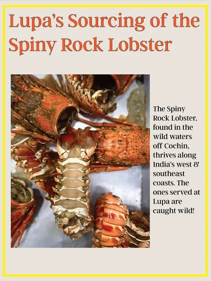 We are committed to sustainable sourcing. The Spiny Rock Lobster thrives along India's west coast and is caught wild, ensuring we can serve this delicacy guilt-free.