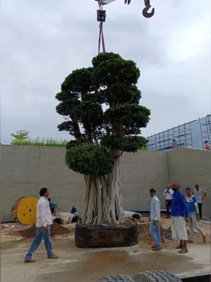 With the help of a crane and a skilled team, the tree is gently lowered into place in the prepared courtyard. This is a critical moment in the installation process, requiring precision and careful coordination.
