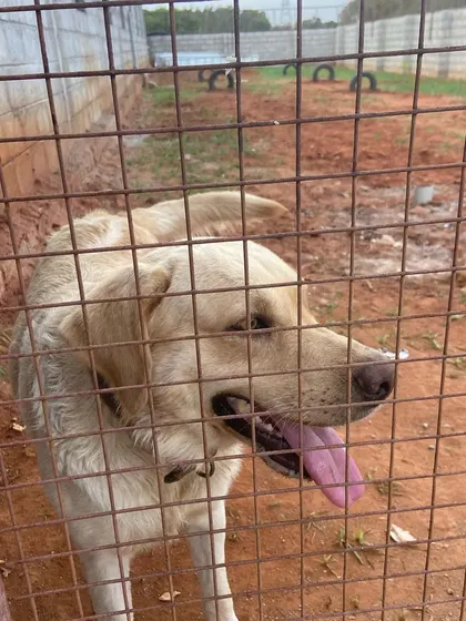 A happy Labrador looking out from the enclosure, waiting for the next round of playtime in our large, open field.